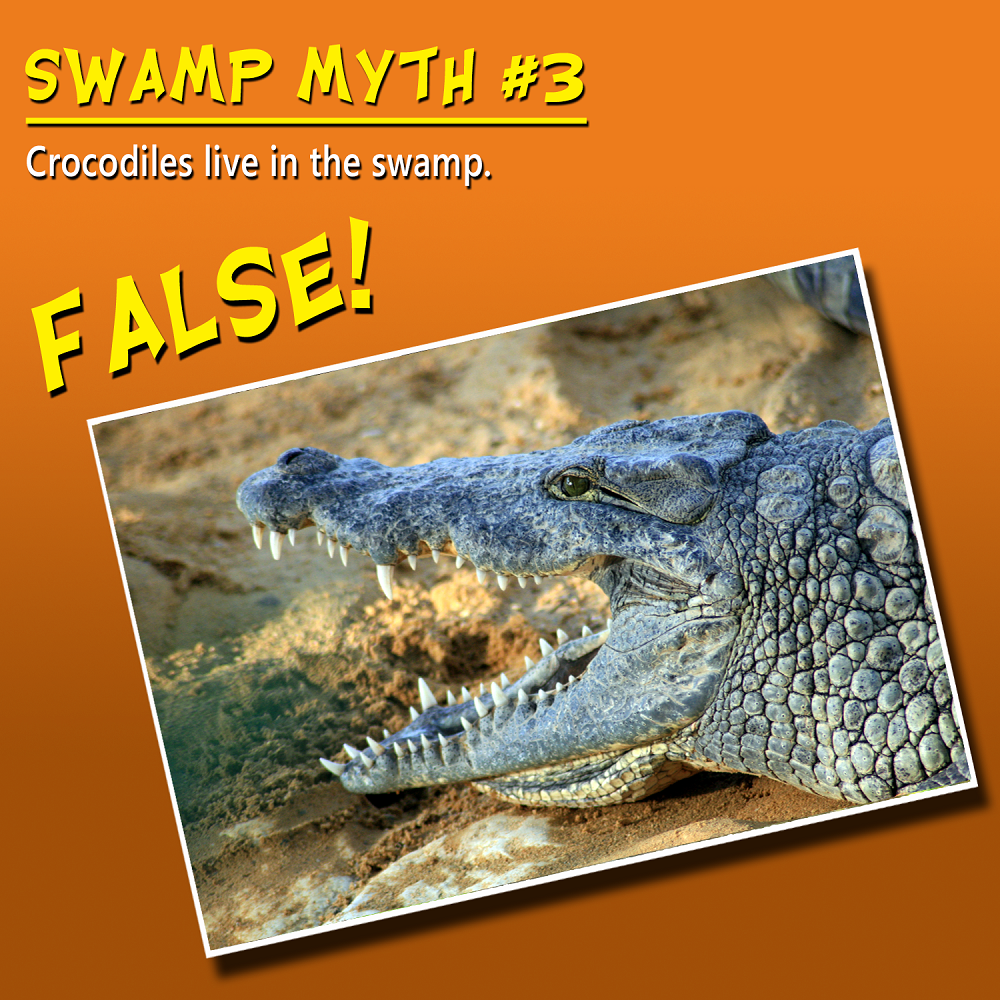 swamp crocodiles